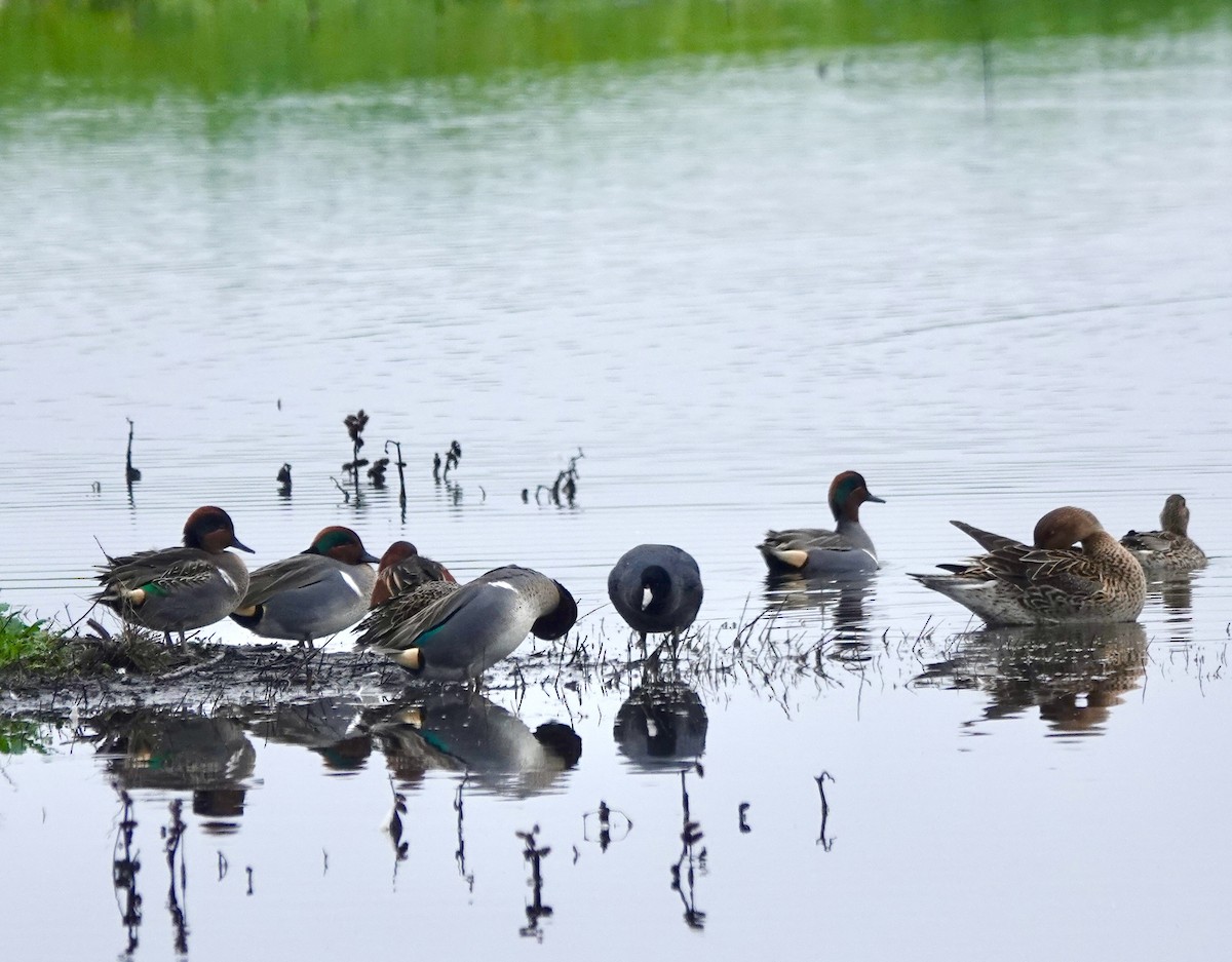 Green-winged Teal - ML646938165