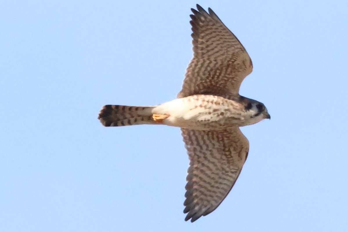 spurvefalk - ML646938168