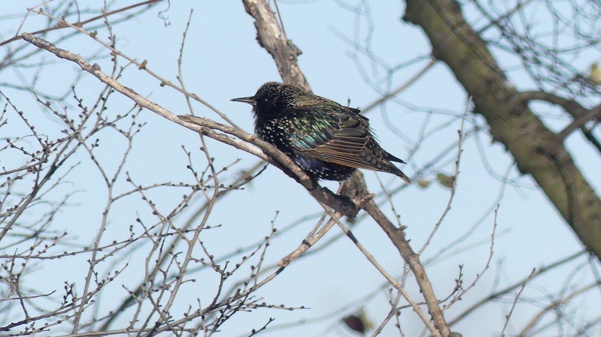 European Starling - ML646938169