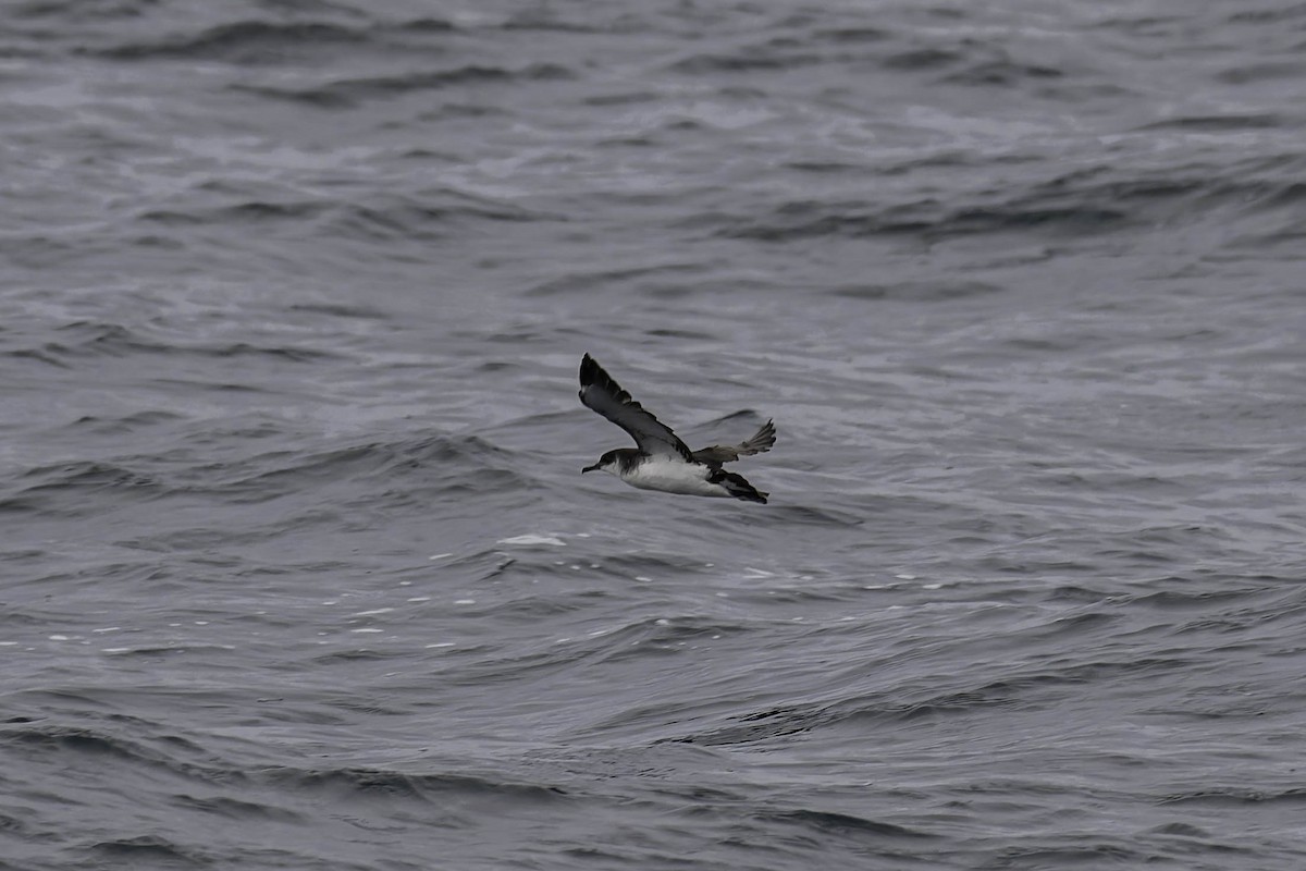 Manx Shearwater - ML646938170