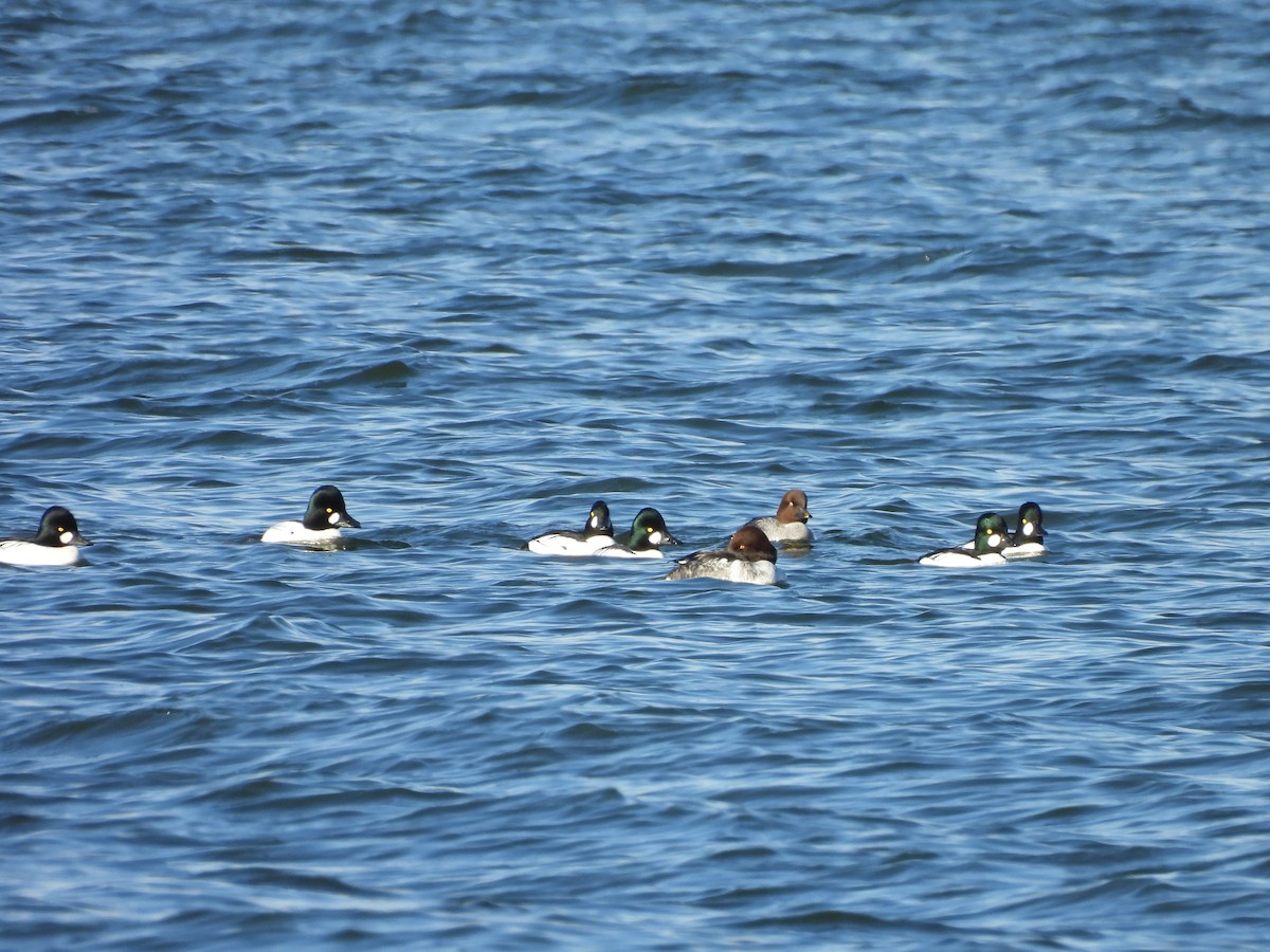 Common Goldeneye - ML646938171