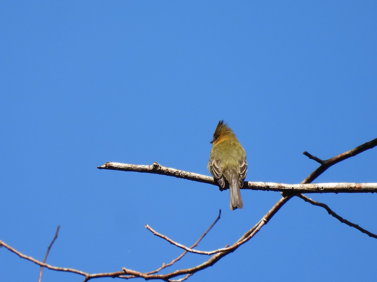 Tufted Flycatcher - ML646938172