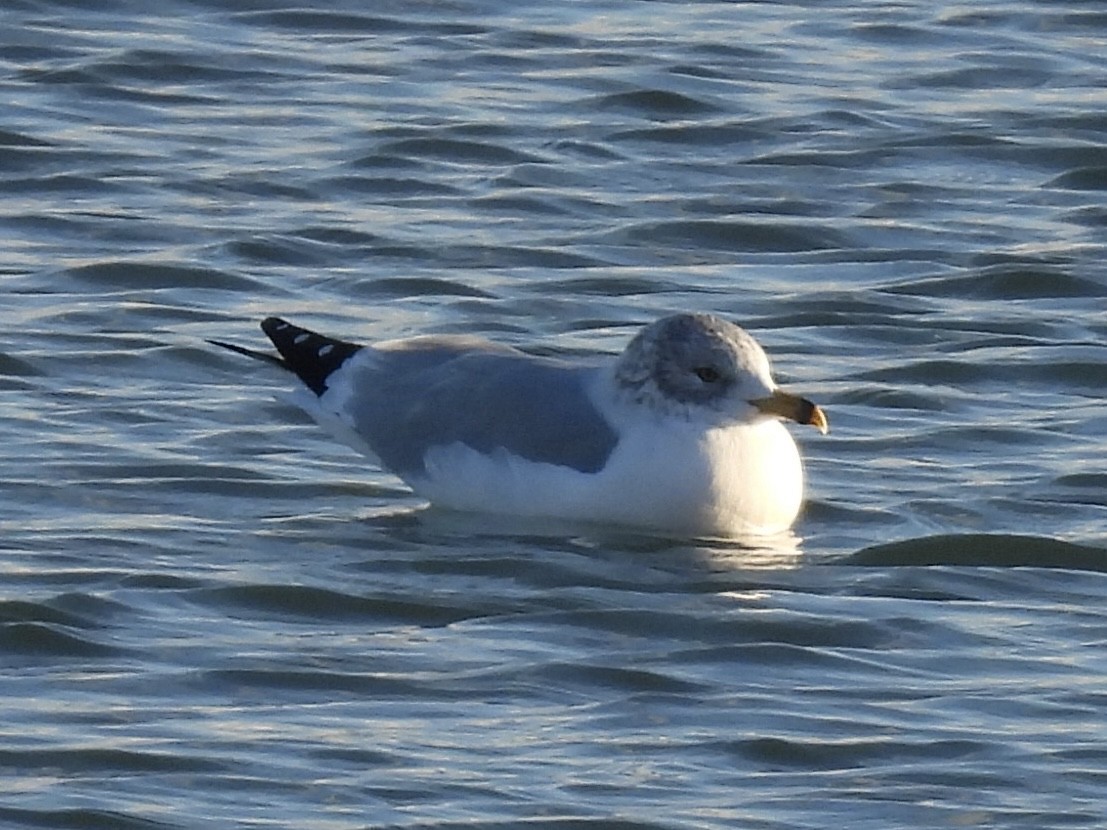 Делавэрская чайка - ML646938174