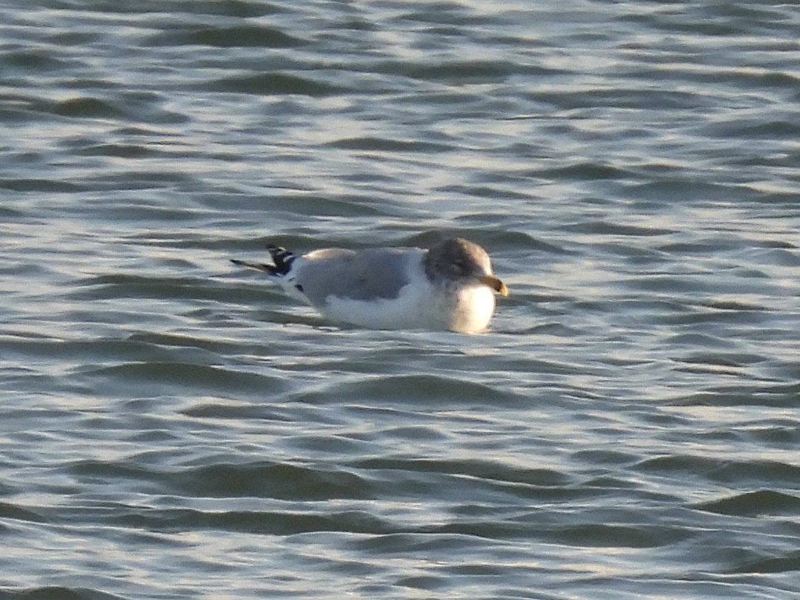 Делавэрская чайка - ML646938175