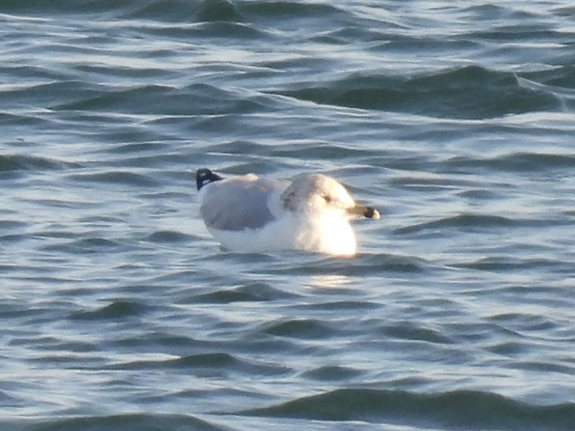 Делавэрская чайка - ML646938176