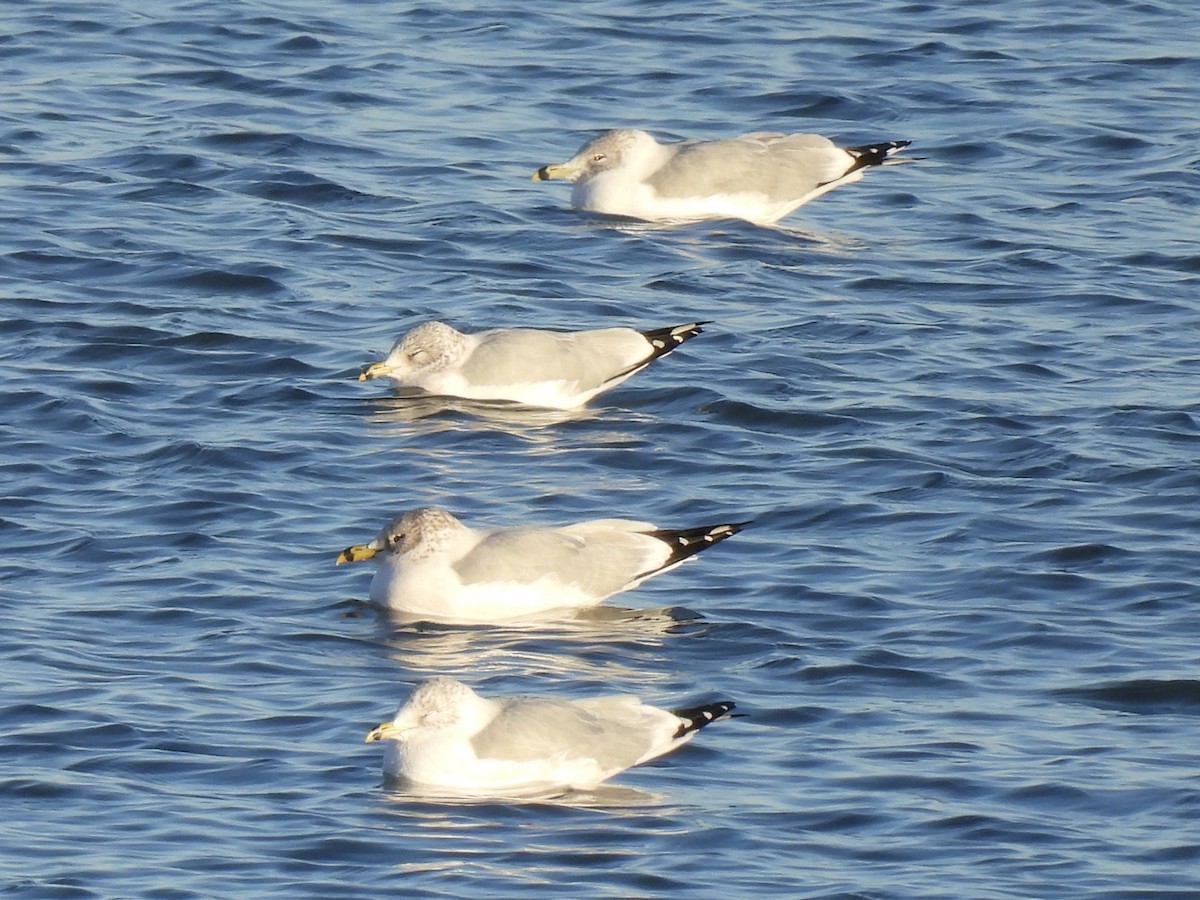 Делавэрская чайка - ML646938177