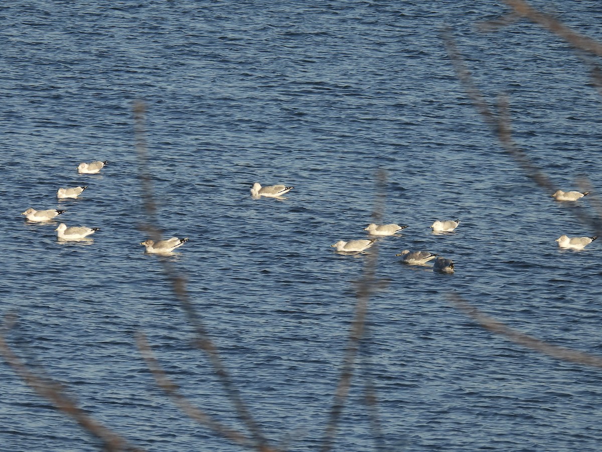 Делавэрская чайка - ML646938179