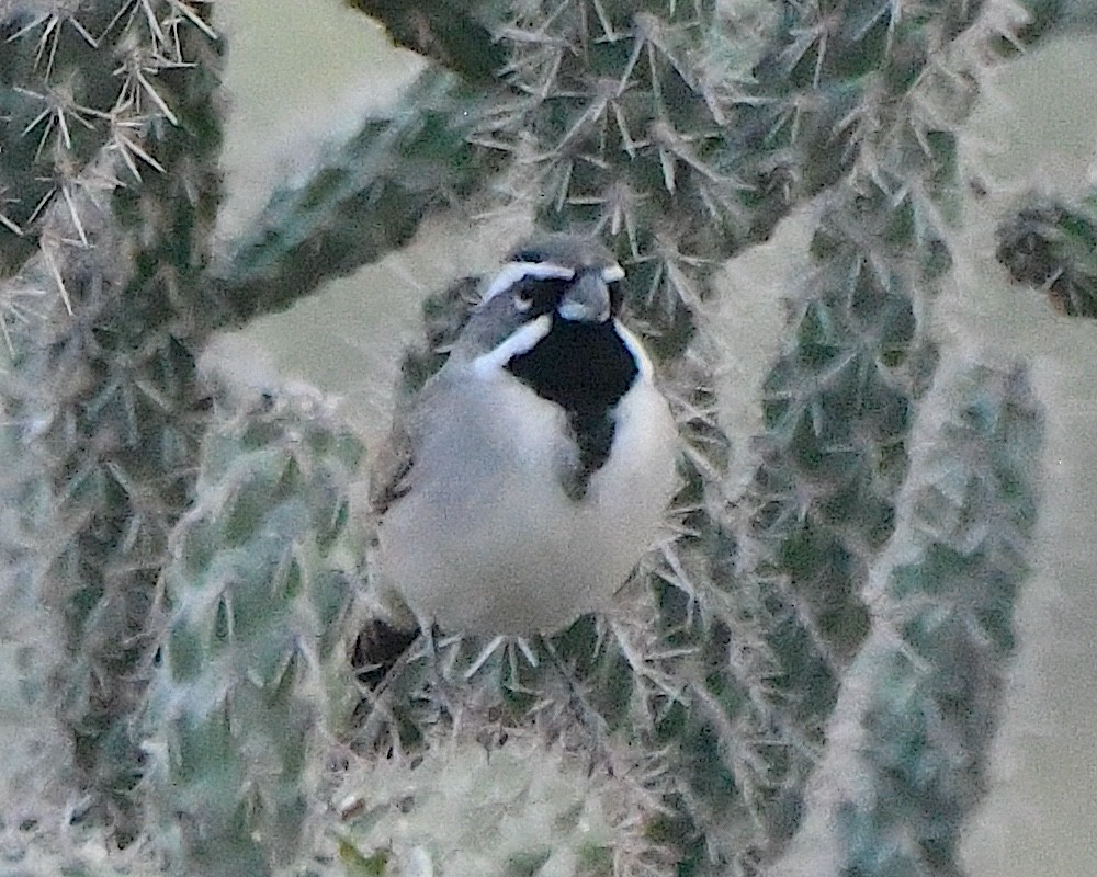 Black-throated Sparrow - ML646938182