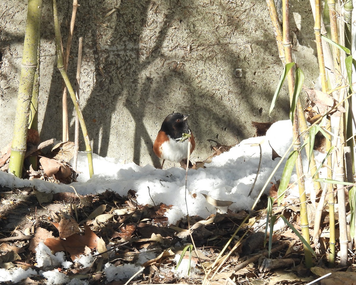 Eastern Towhee - ML646938183
