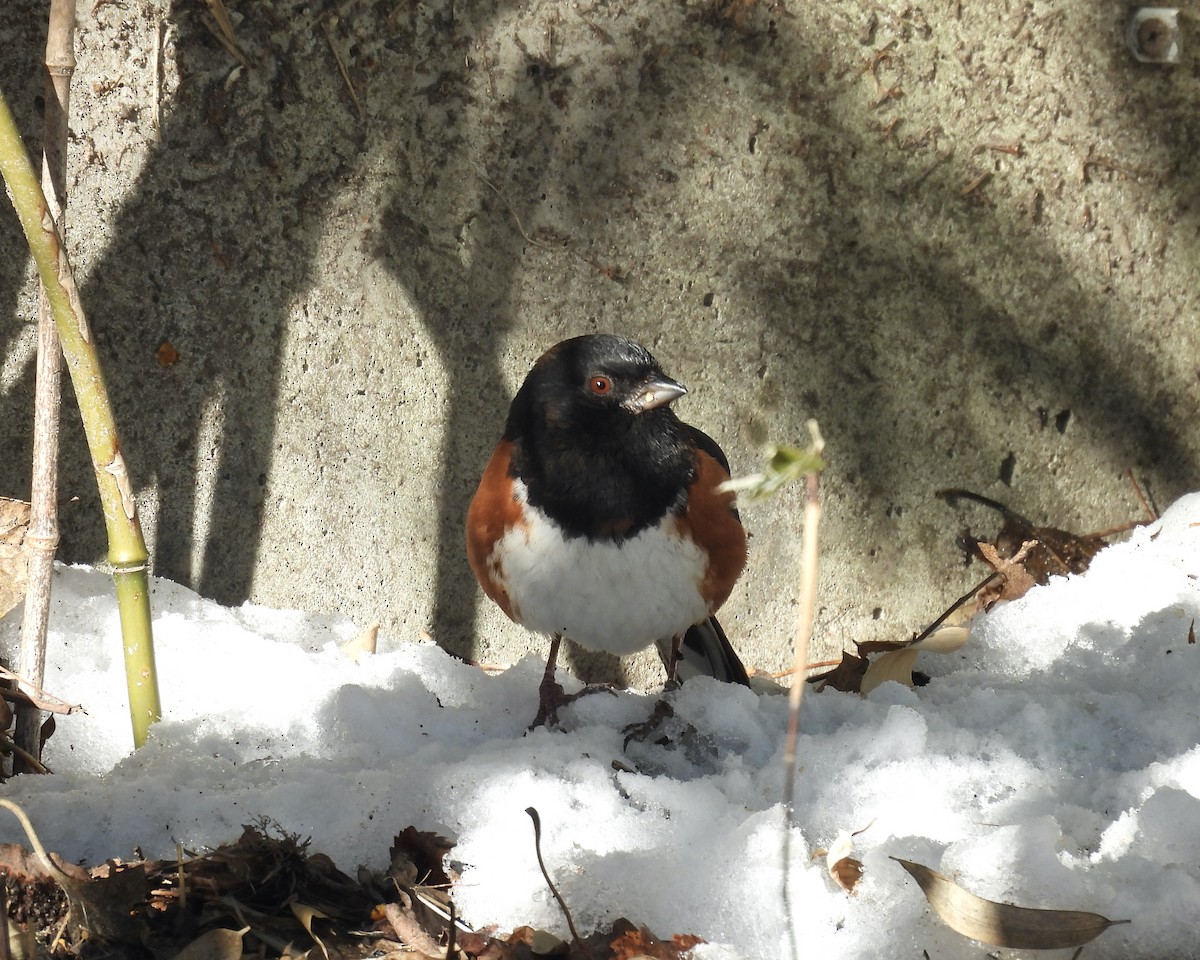 Eastern Towhee - ML646938184