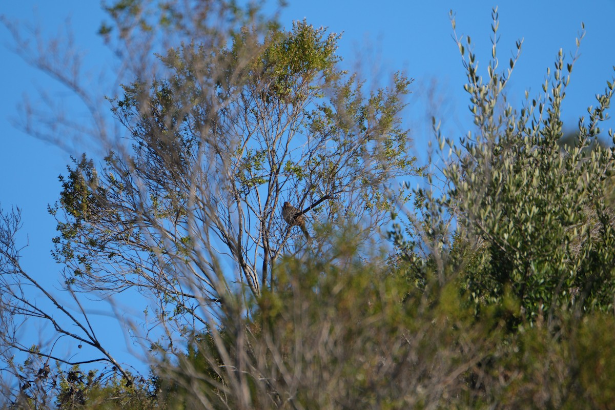 California Towhee - ML646938186