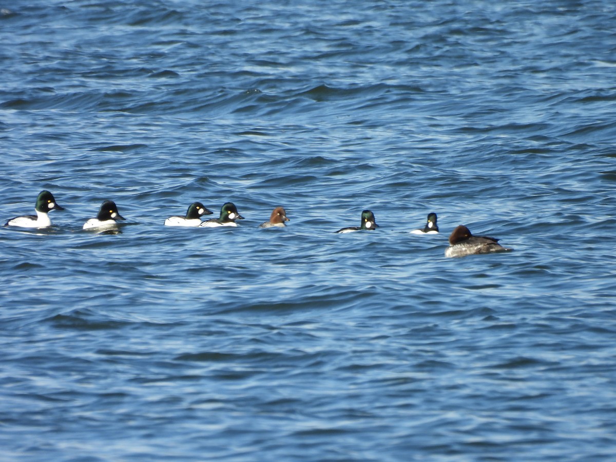Common Goldeneye - ML646938189