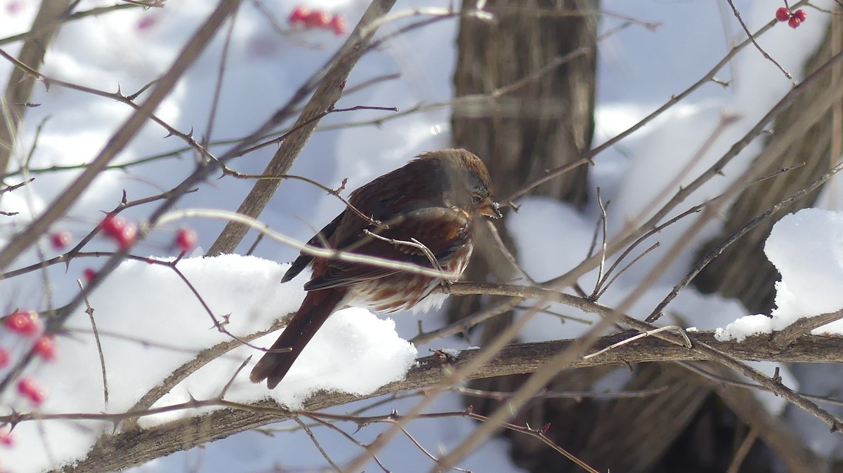 Fox Sparrow - ML646938190