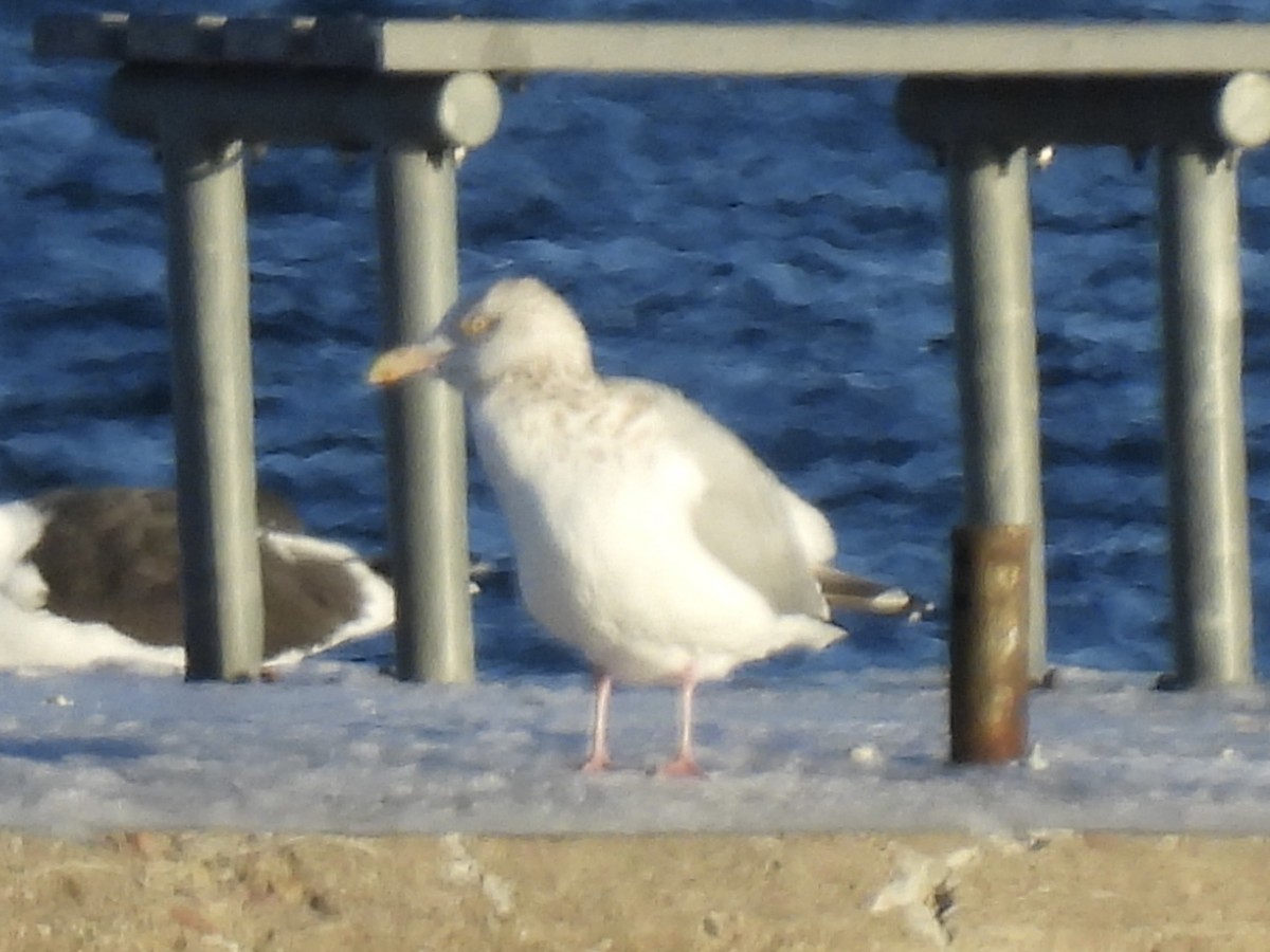 Американская чайка - ML646938193