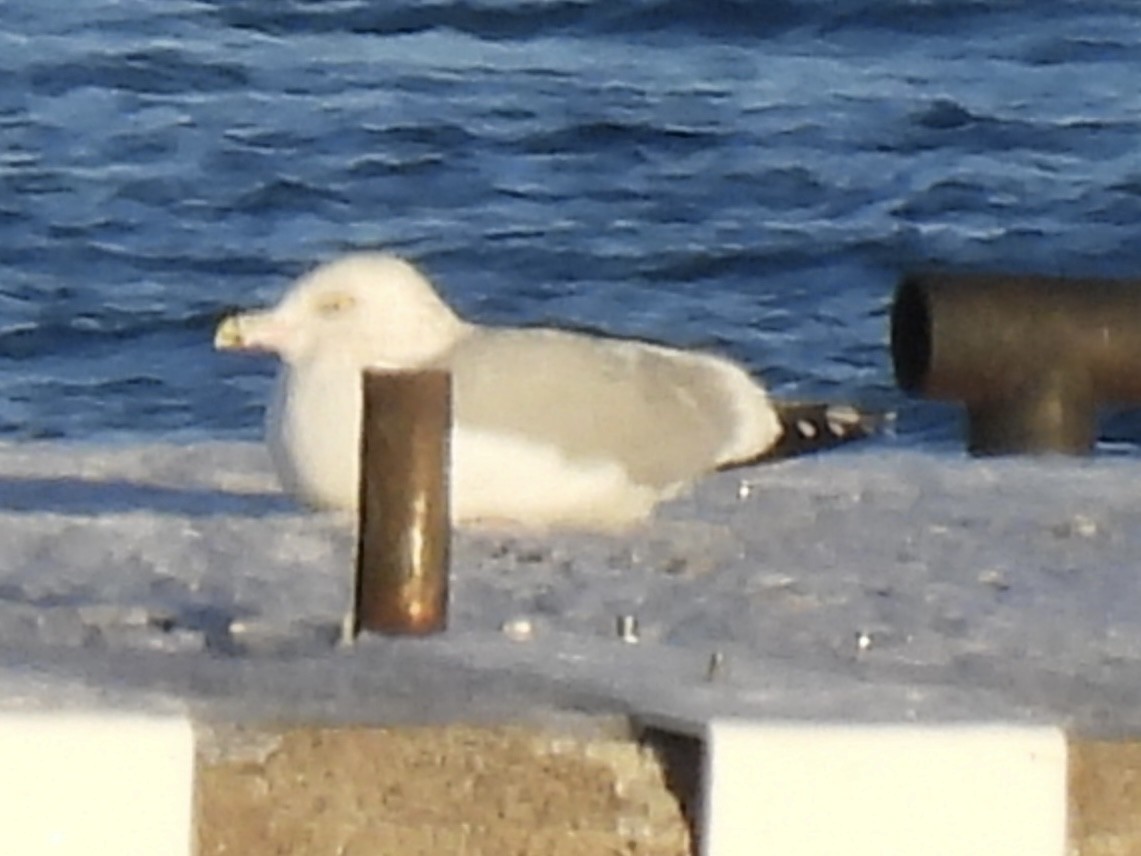 Американская чайка - ML646938194