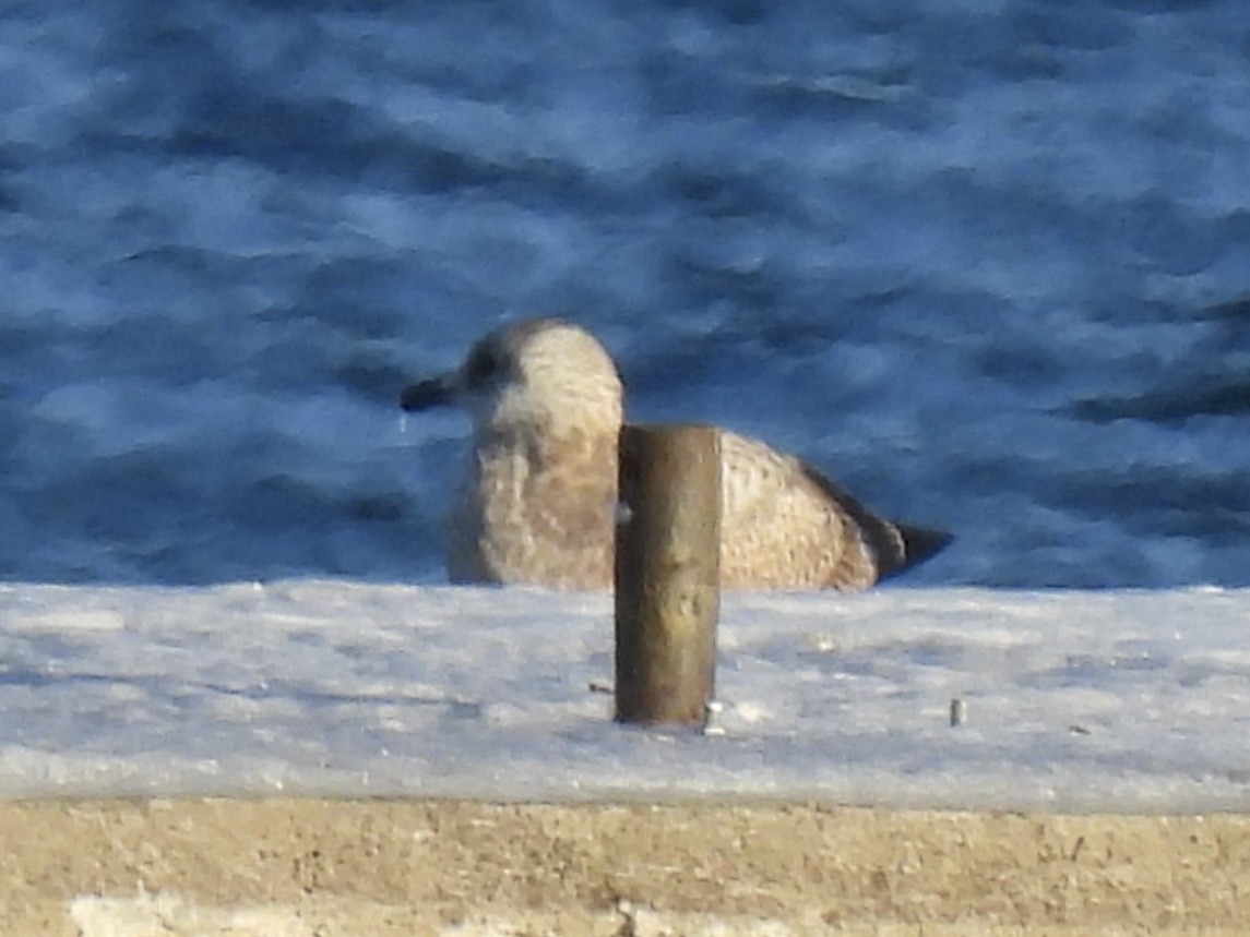 Американская чайка - ML646938195