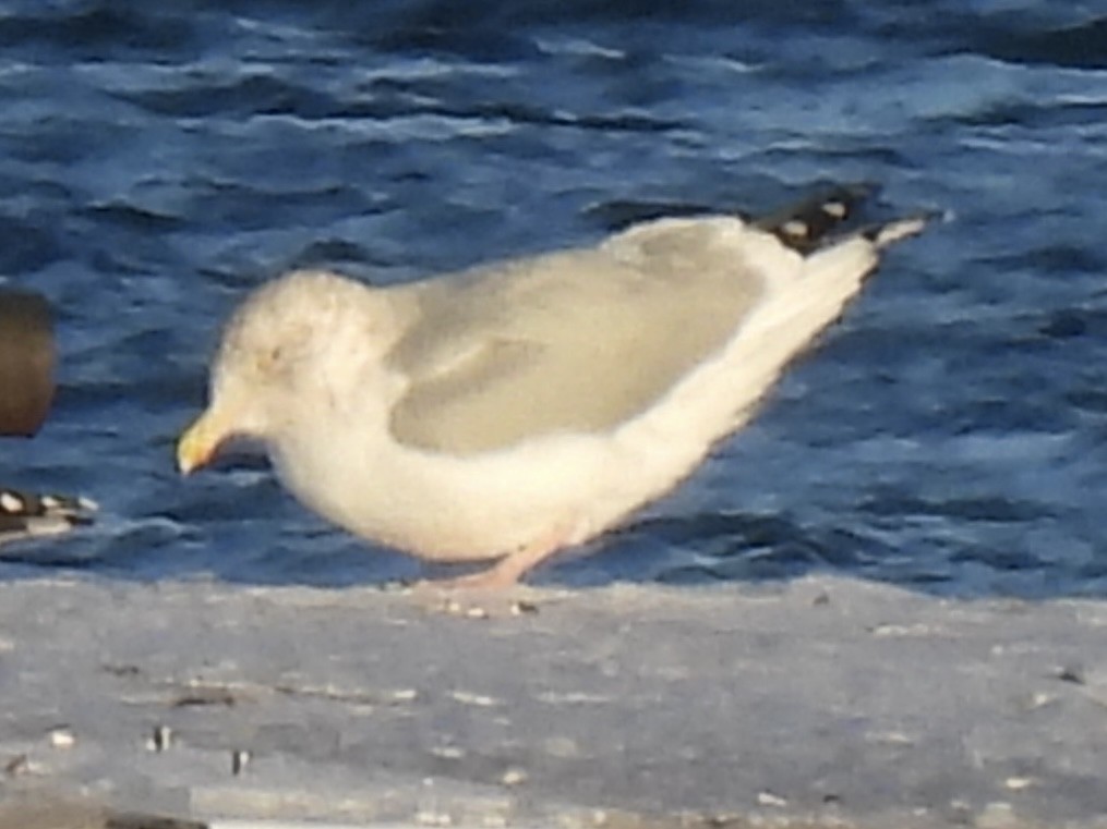 Американская чайка - ML646938196