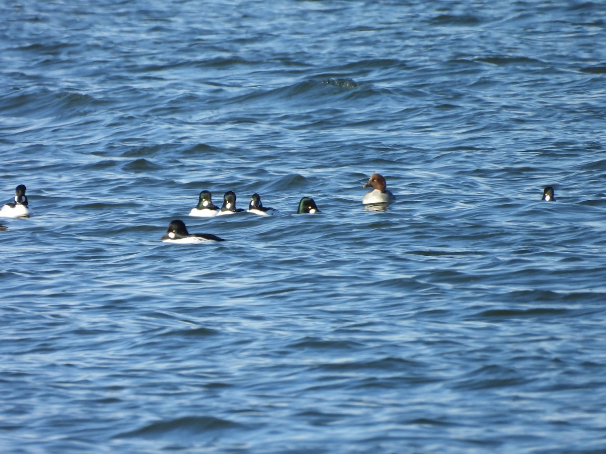 Common Goldeneye - ML646938197