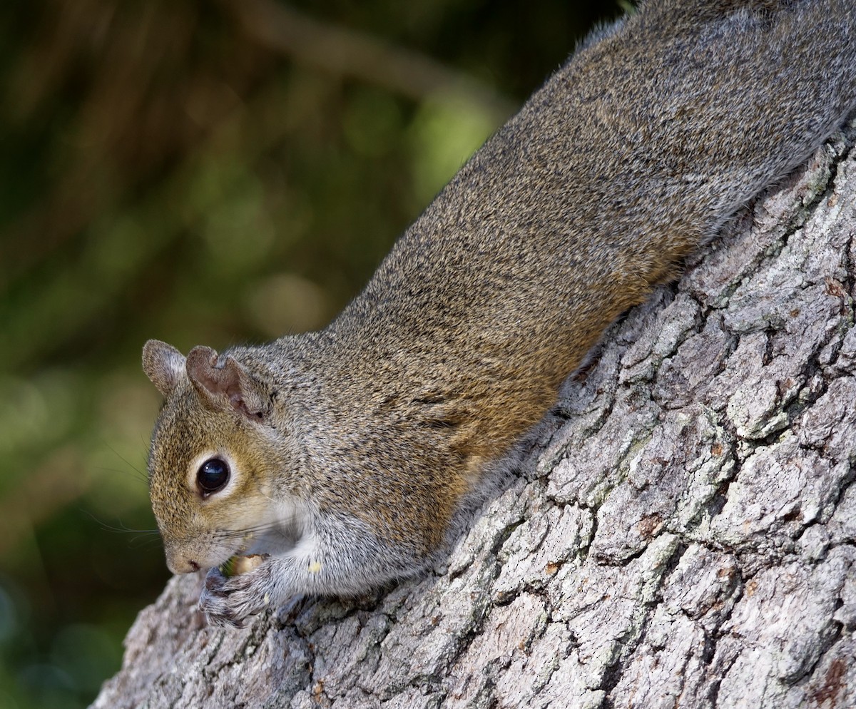 Eastern Gray Squirrel - ML646938198