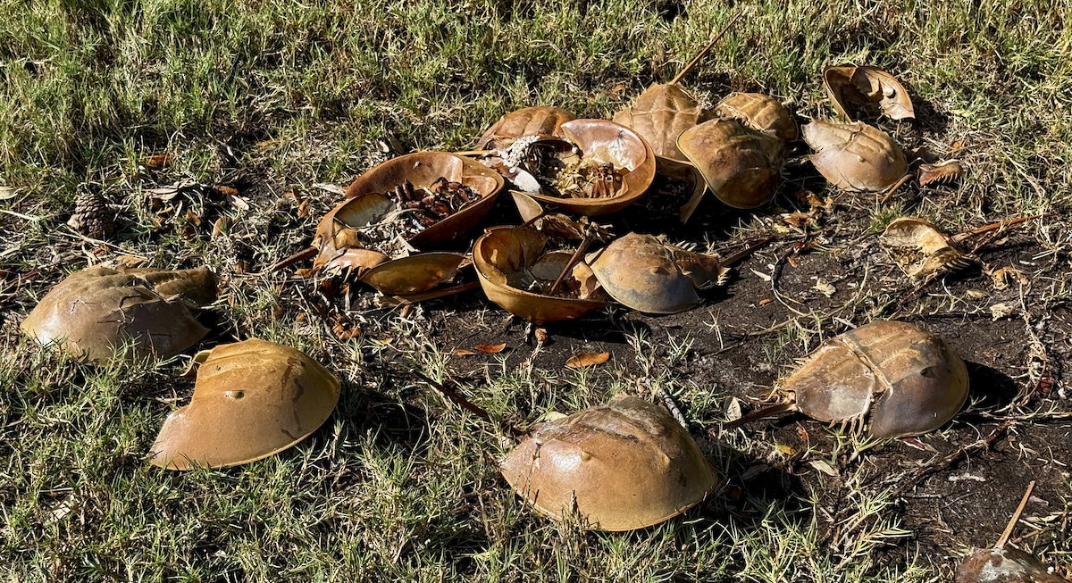 Horseshoe Crabs - ML646938199