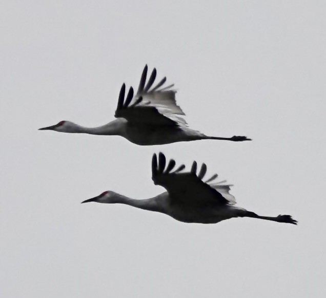 Sandhill Crane - ML646938201