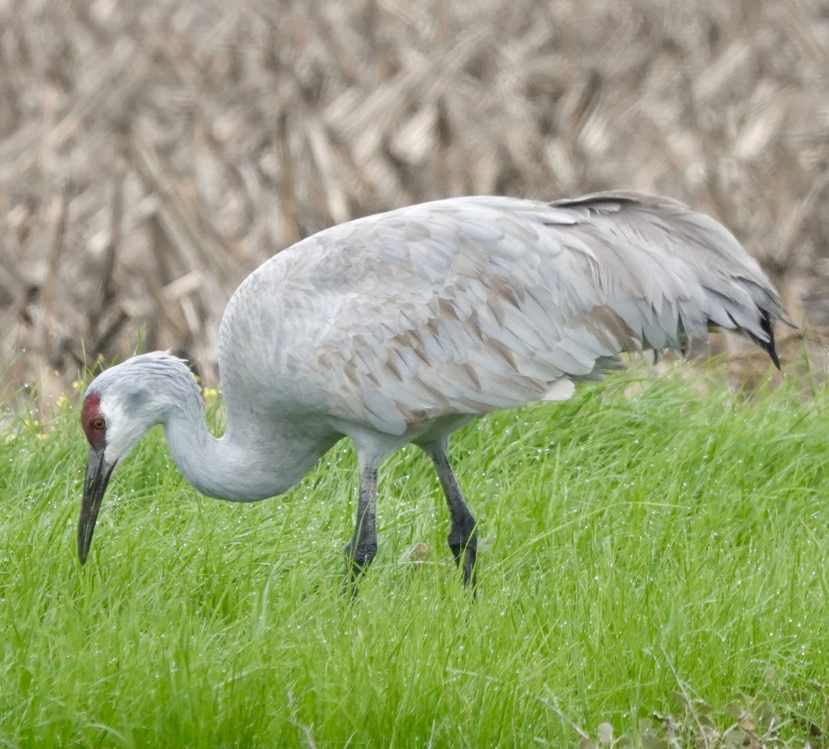 Sandhill Crane - ML646938203