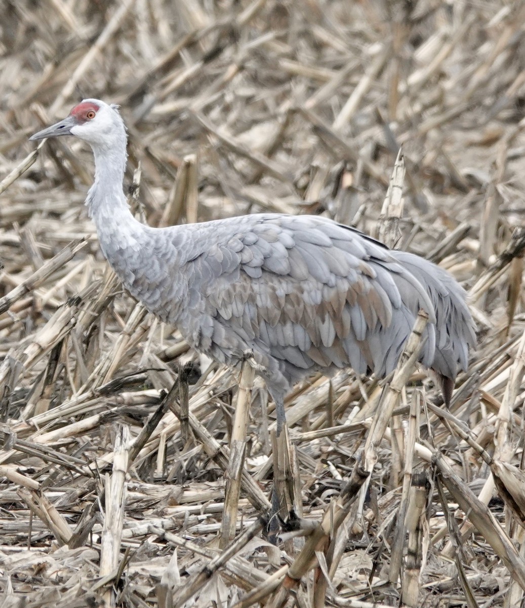 Sandhill Crane - ML646938205