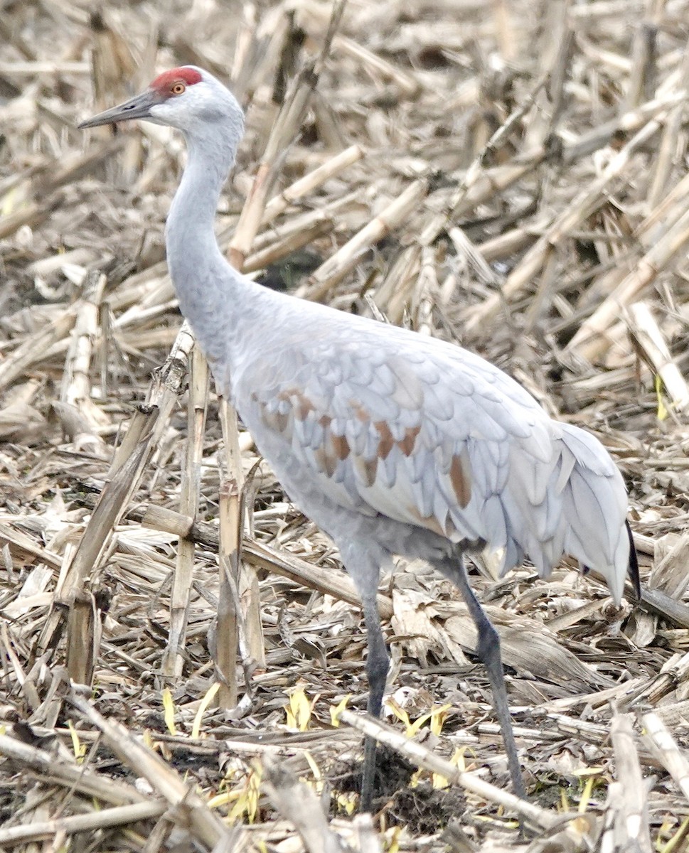 Sandhill Crane - ML646938206