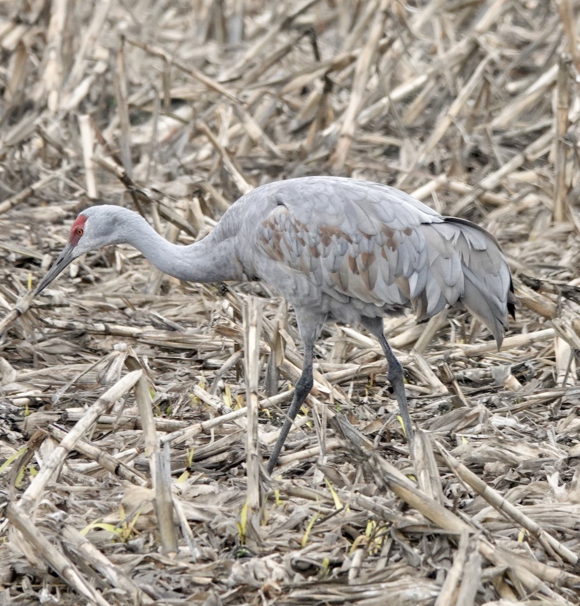 Sandhill Crane - ML646938207