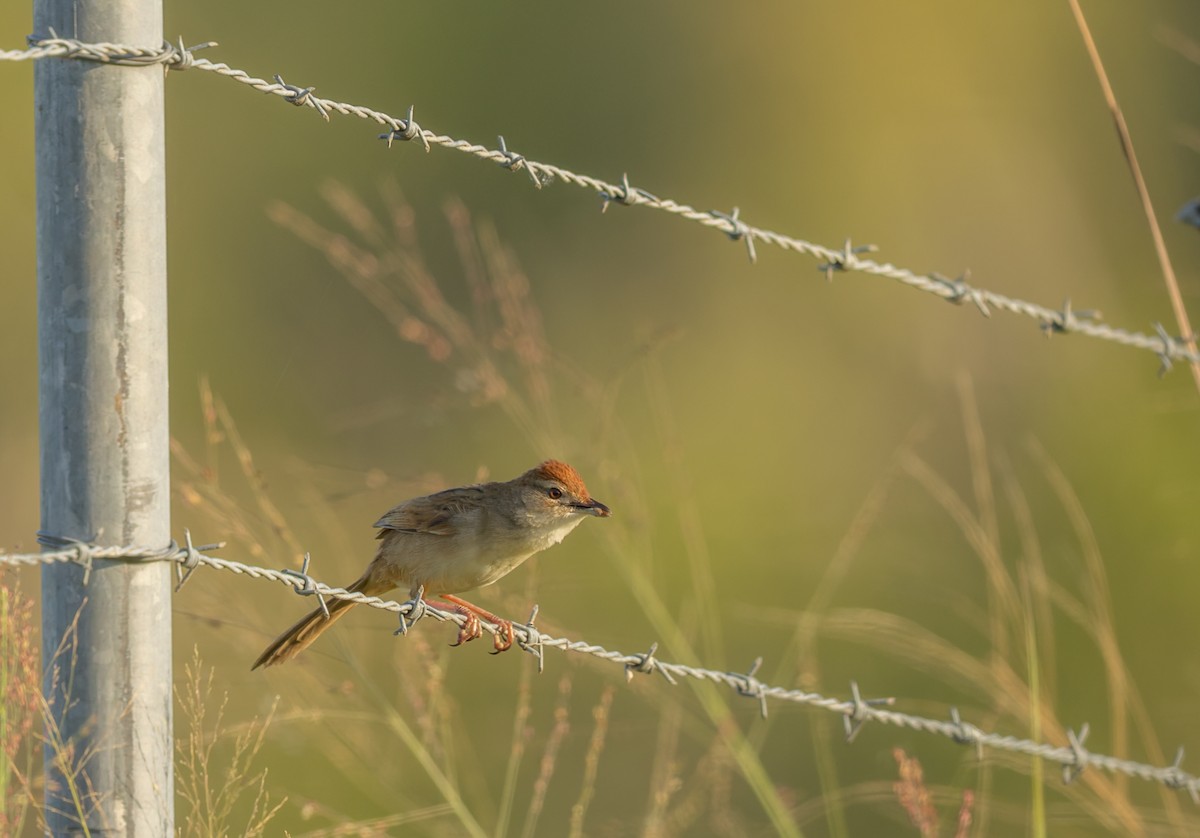 Матата руда - ML646938211