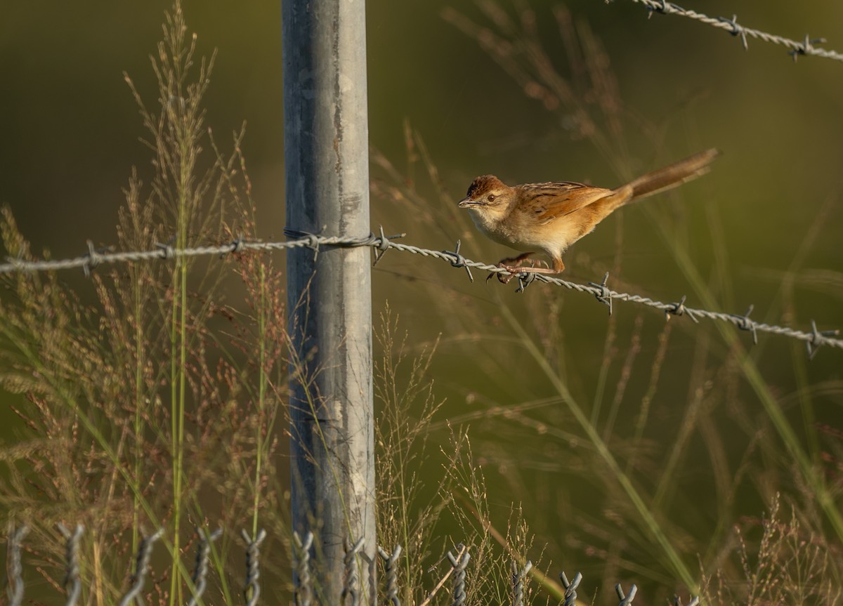 Матата руда - ML646938212