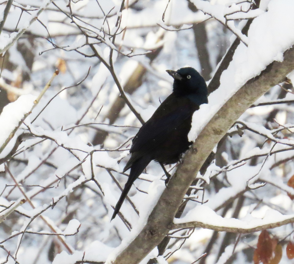 Common Grackle - ML646938213