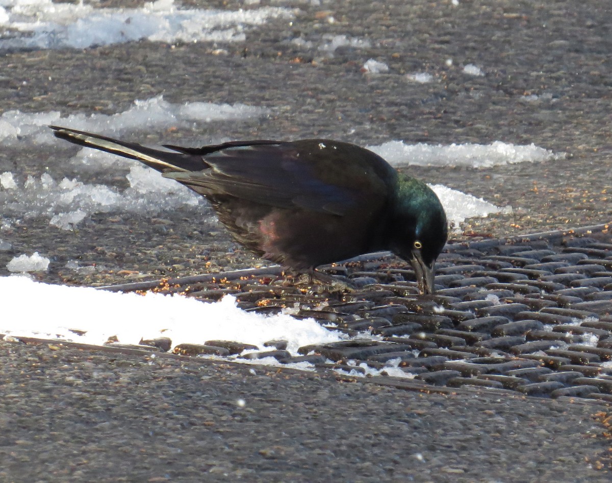 Common Grackle - ML646938214