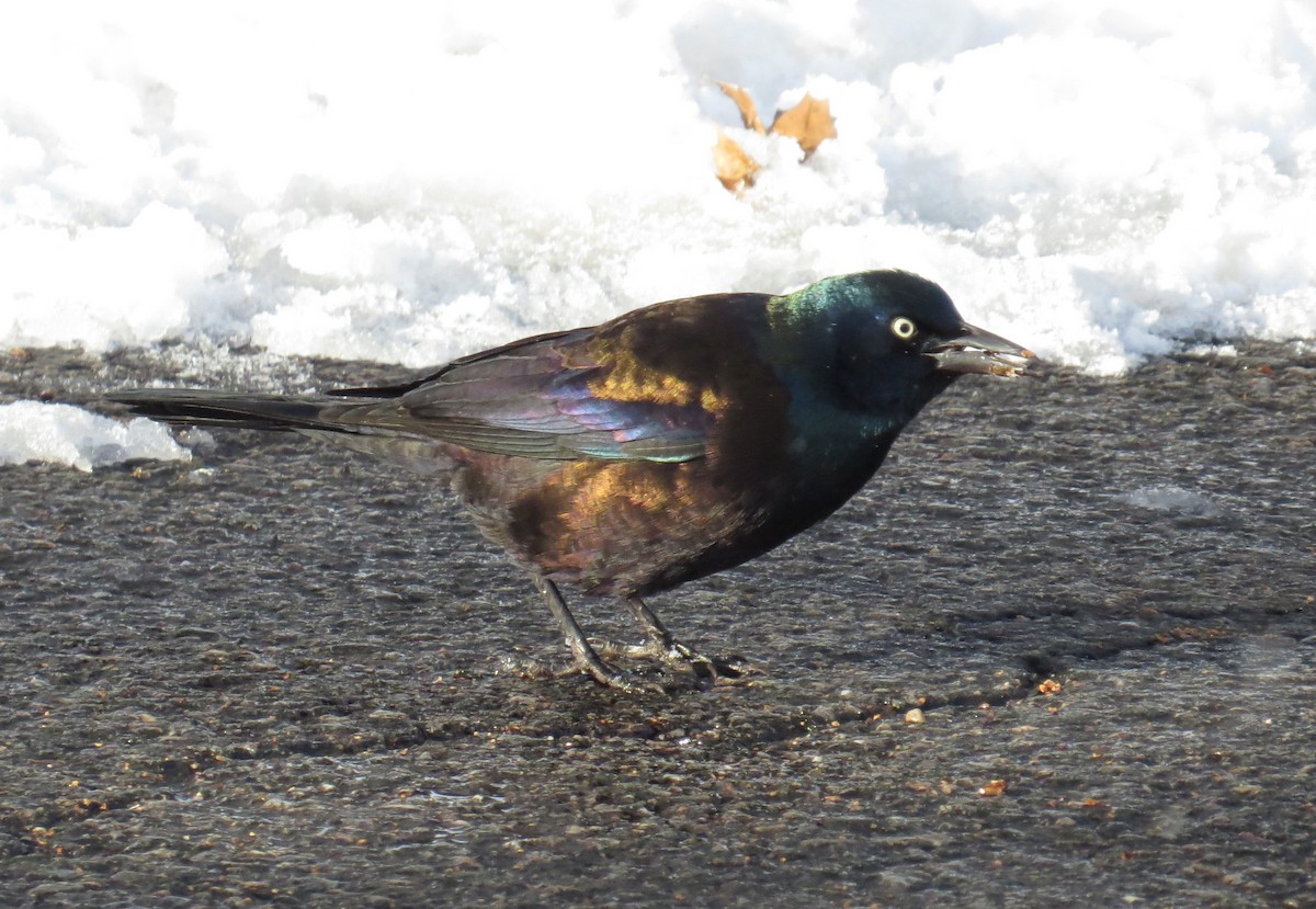 Common Grackle - ML646938215