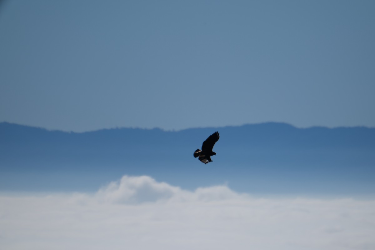 káně rudochvostá - ML646938216