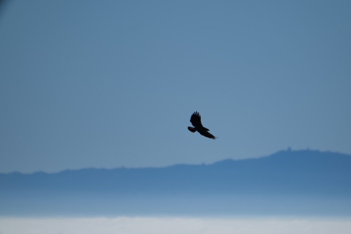 káně rudochvostá - ML646938217