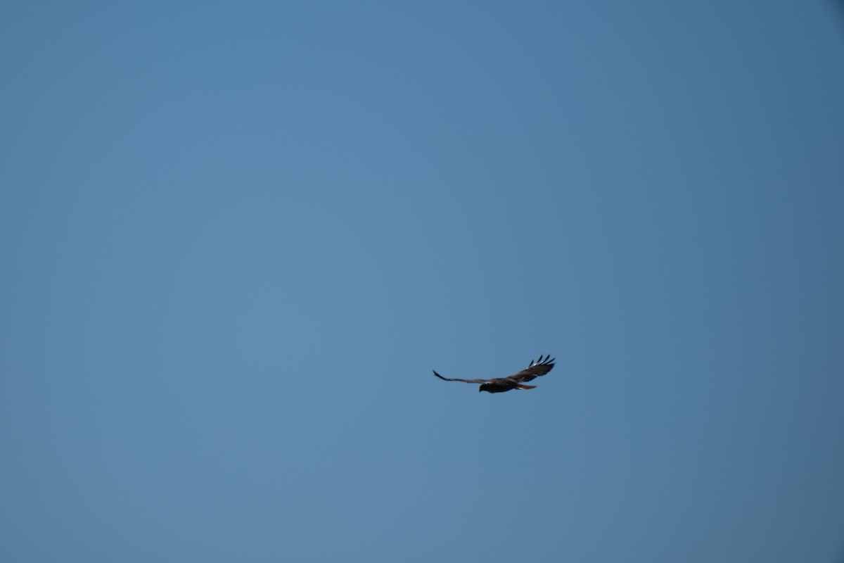 káně rudochvostá - ML646938218