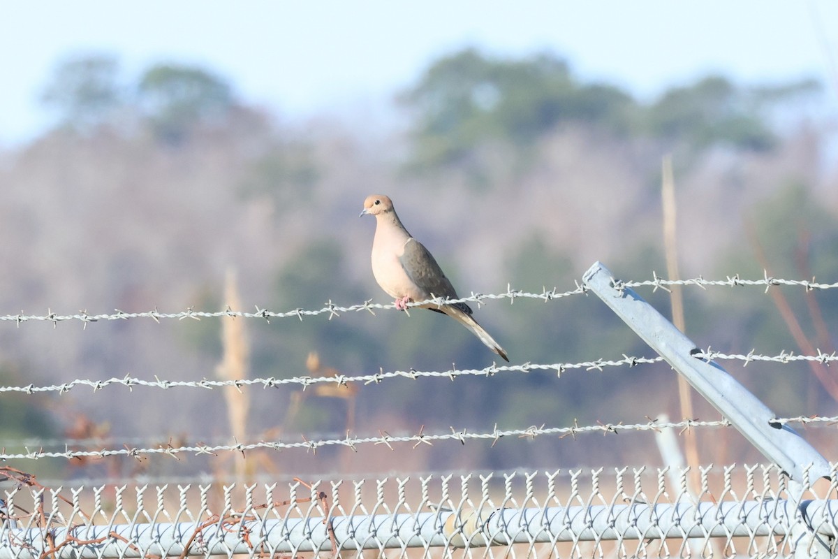 sørgedue - ML646938219