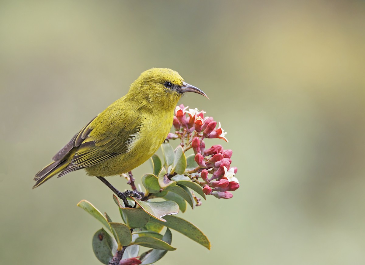 smalnebbamakihi - ML646938224