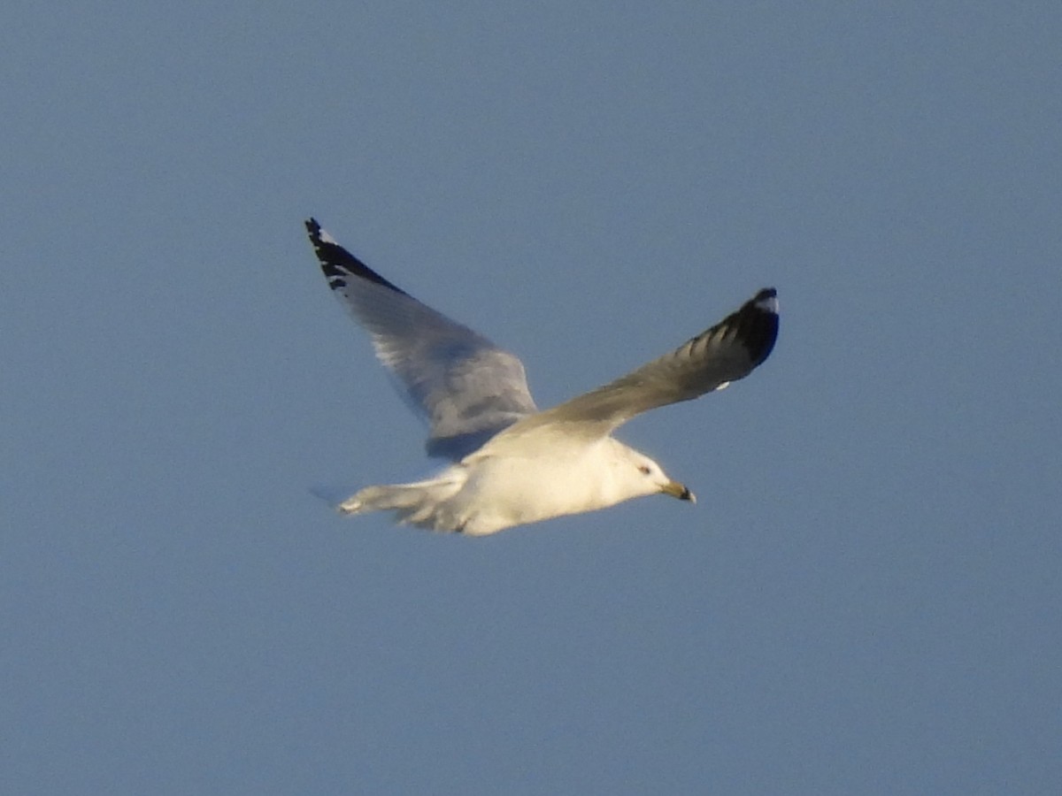 Делавэрская чайка - ML646938225