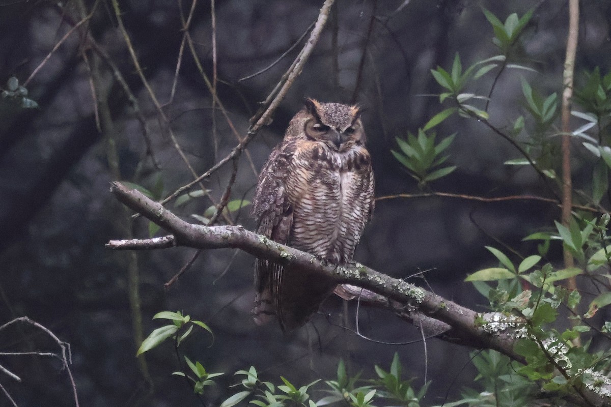 Hontz virginiarra - ML646938227