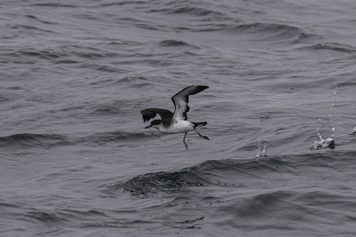 Manx Shearwater - ML646938230