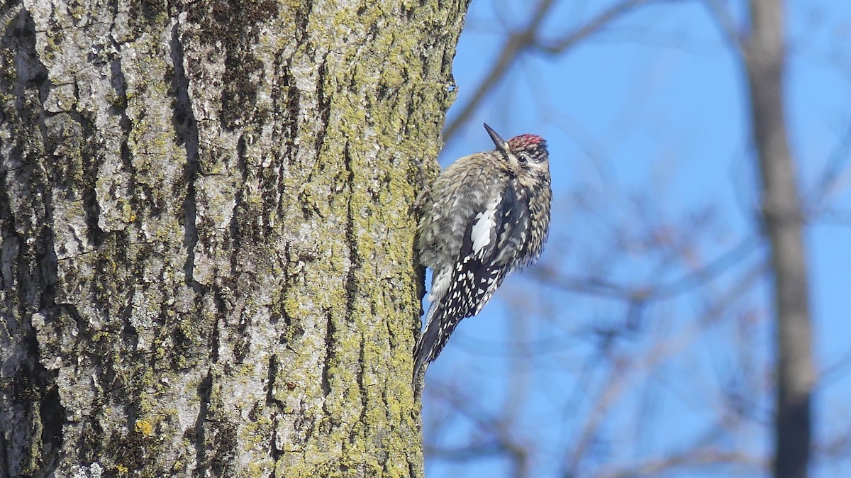 Yellow-bellied Sapsucker - ML646938231