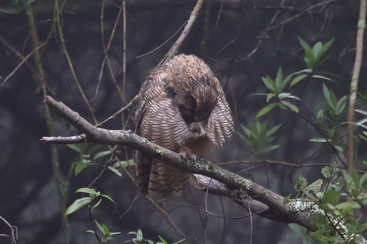 Hontz virginiarra - ML646938232