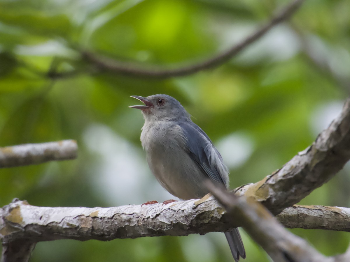 Bicolored Conebill - ML646938236