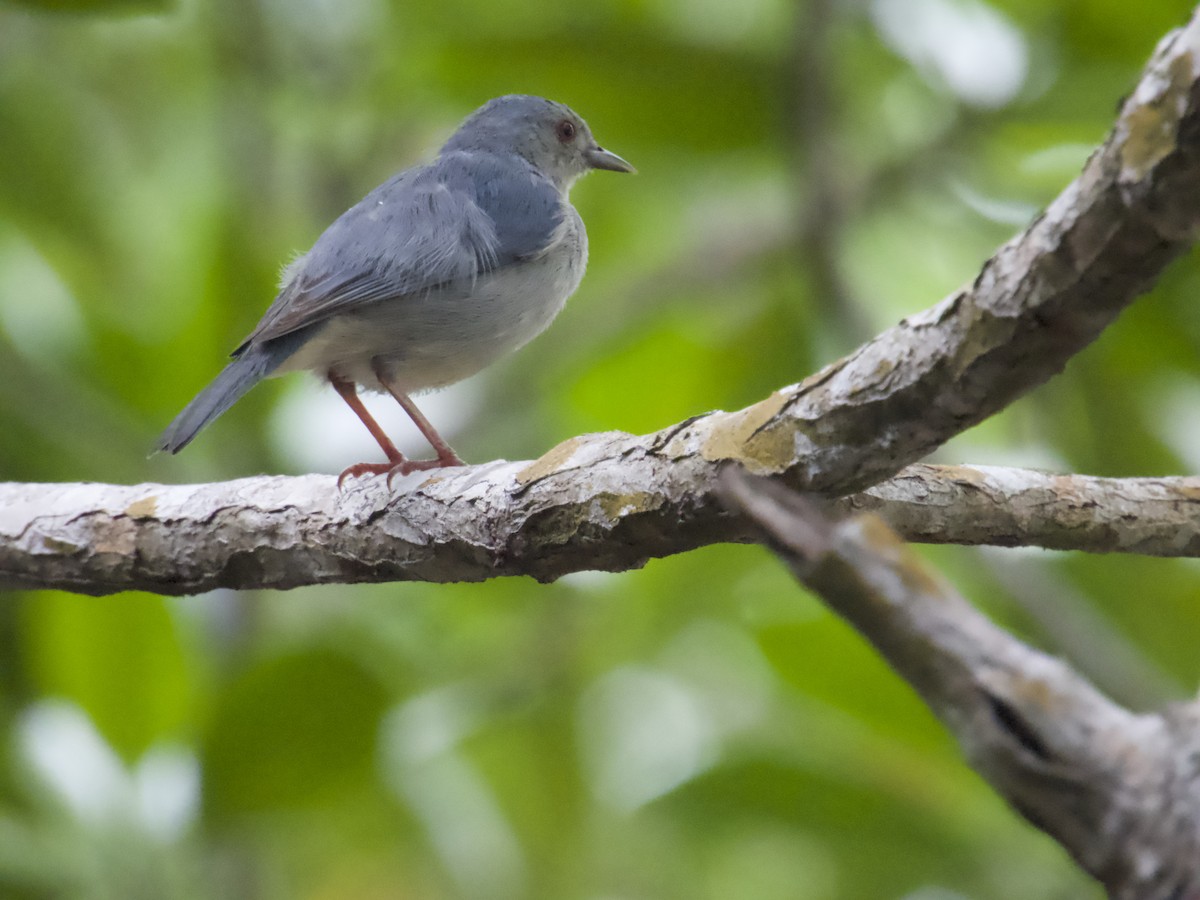 Bicolored Conebill - ML646938237