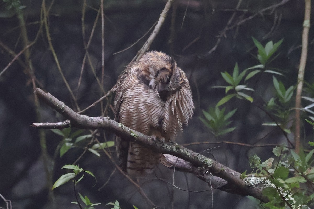 Hontz virginiarra - ML646938238