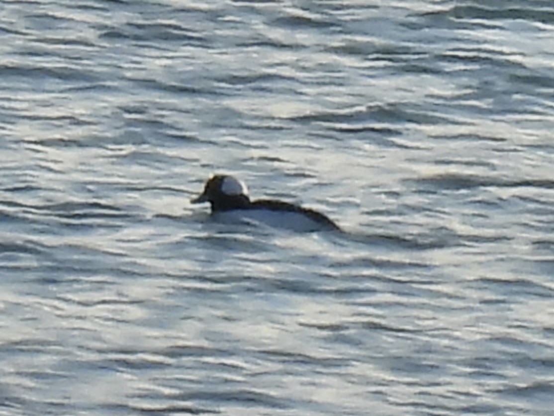 Гоголь-головастик - ML646938239