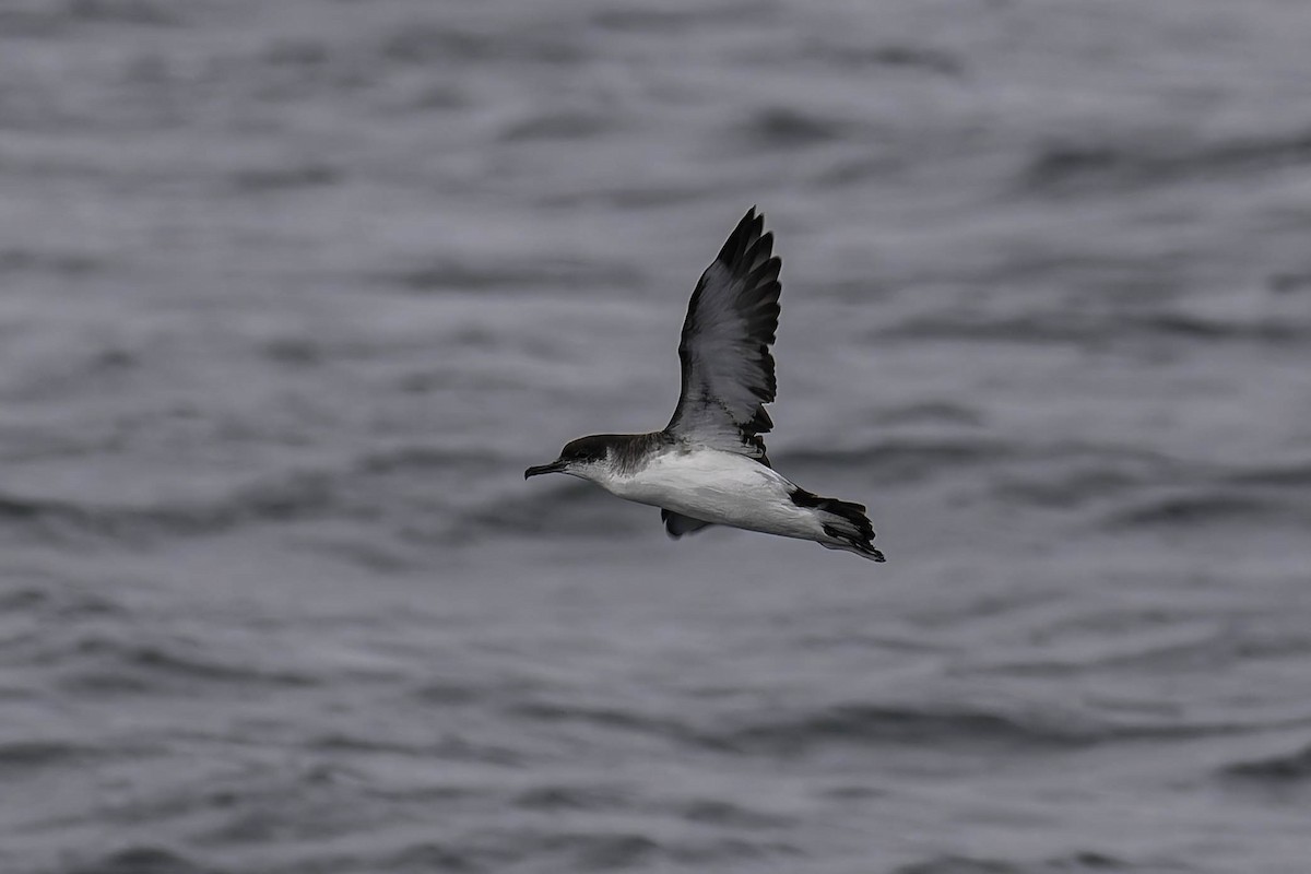 Manx Shearwater - ML646938240