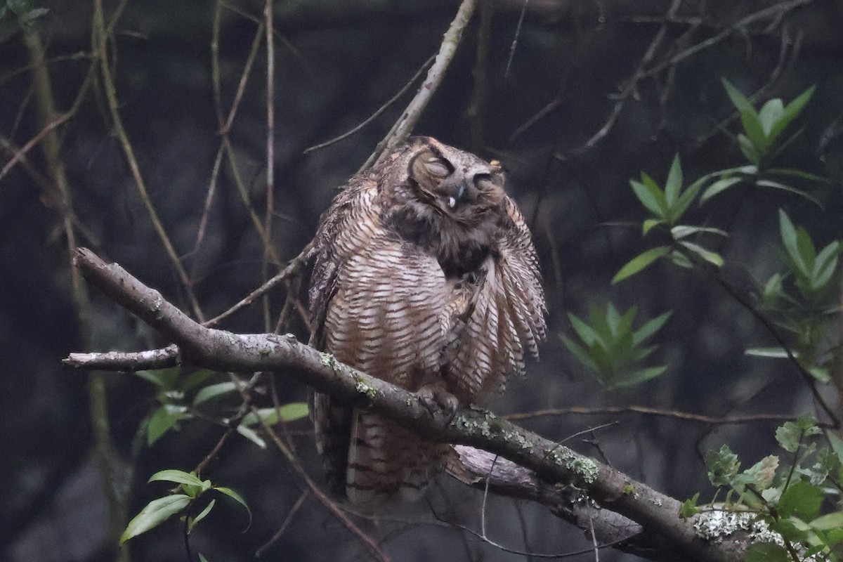 Hontz virginiarra - ML646938241